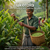 Wayanad Green Cardamom – Handpicked, Fresh & Naturally Aromatic 100gm